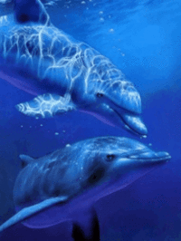 Two blue Dolphins